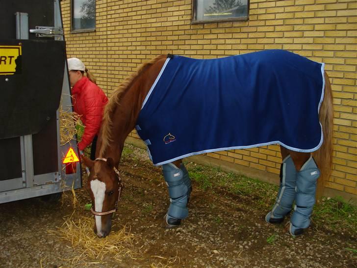 Anden særlig race The Showman - stævne billede 10