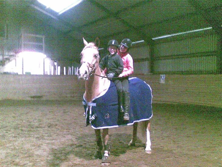 Anden særlig race The Showman - showce billede 11