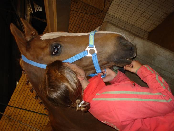 Anden særlig race The Showman - kommer virkelig til at savne diig<3 ,miiin billede 12