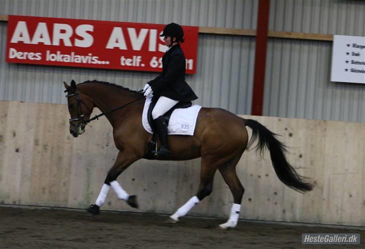 Anglo Araber (AA) Almera Mosebo X SOLGT - LC ASRK 21/3-09 taget af Sandie Laustsen(M. Isabella Af Mindet) billede 1