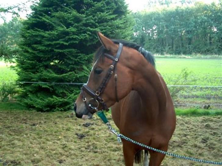 Anglo Araber (AA) Almera Mosebo X SOLGT - almera 3 år billede 3