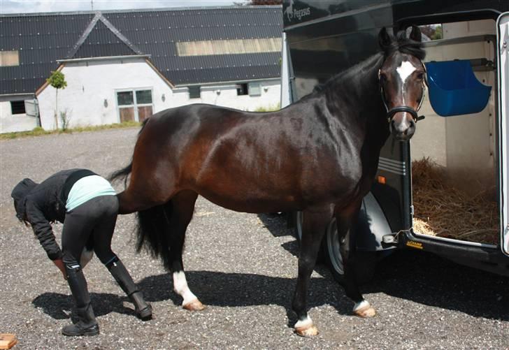 New Forest Troldmosens Bijou, B-PONY - Bijou ved traileren i Taps :D . Man skal jo have de fine højehæle på, når man skal i byen :P - ikke sandt Bijou? :P <3 billede 17