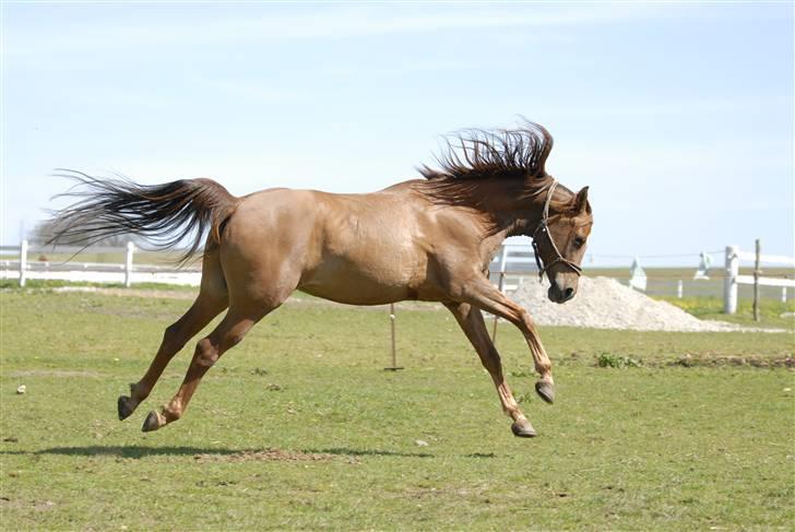 Arabisk fuldblod (OX) Ca Bonito - Whee her kommer jeg . . . billede 18