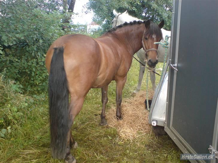 Anden særlig race . Patrick'<3 billede 5