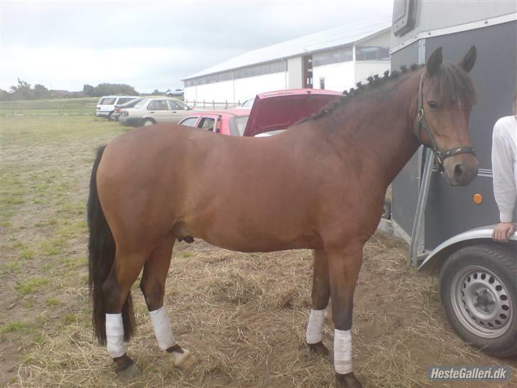 Anden særlig race . Patrick'<3 billede 6