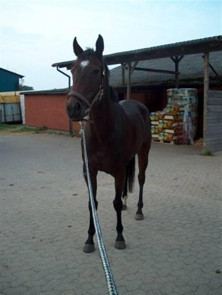 Fuldblod (XX) Call Girl xx - call girl billede 1