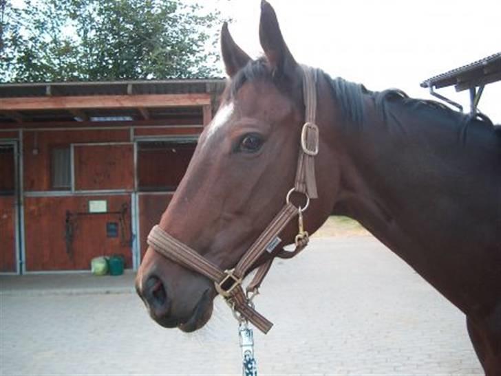 Fuldblod (XX) Call Girl xx - fuldblods udtryk billede 2