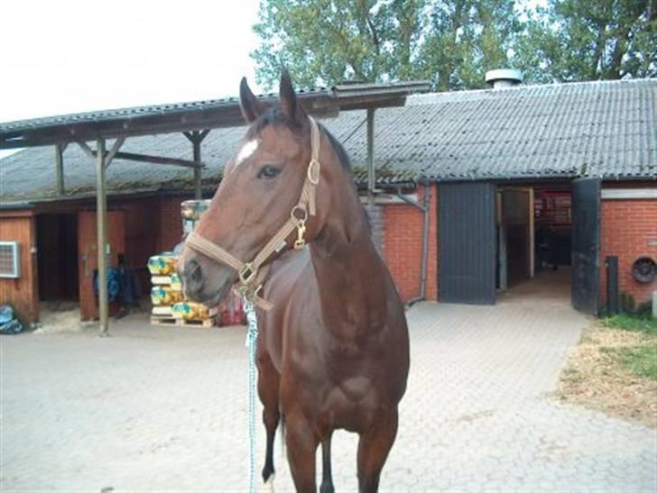 Fuldblod (XX) Call Girl xx - all muscle billede 3