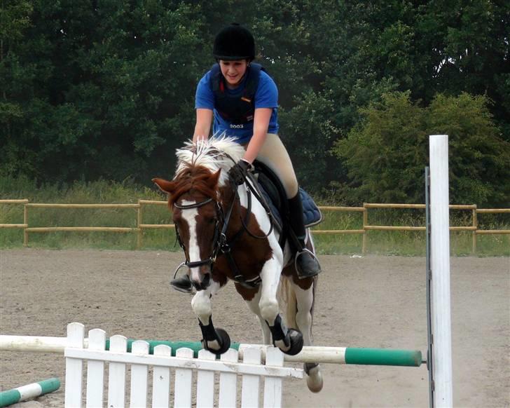 Pinto Lille Chief  - -Sidste springtime med missen . billede 3