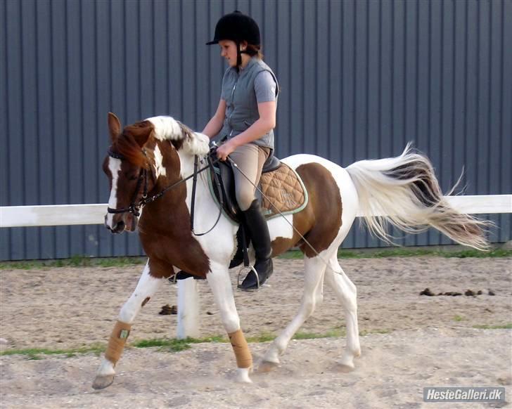 Pinto Lille Chief  - -Versade, der hjemme. billede 6