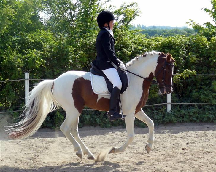 Pinto Lille Chief  - -Galop i La1, Løsr billede 8