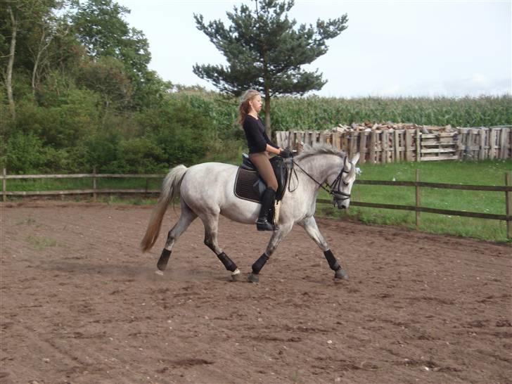 DSP Michel  - træning hjemme billede 17