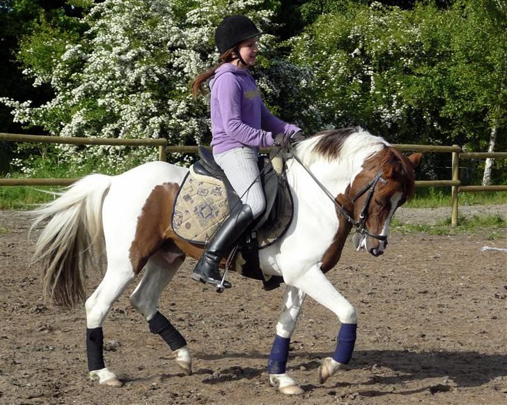 Pinto Lille Chief  - -Dressur træning på springbanen. Fotograf: Julia Vasnel billede 12