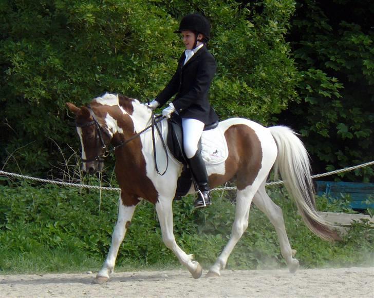 Pinto Lille Chief  - -Løsr LB3 billede 13