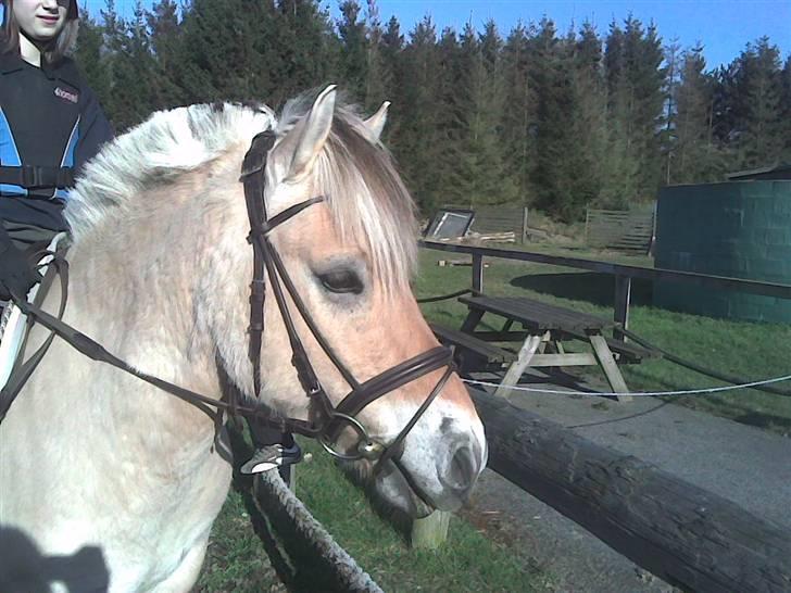 Fjordhest Dante  - Søster på Dante<3 billede 17