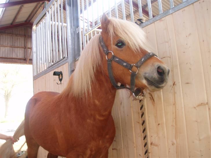 Shetlænder Nørreballes Mini *SOLGT* - sååååhhhh fin billede 1