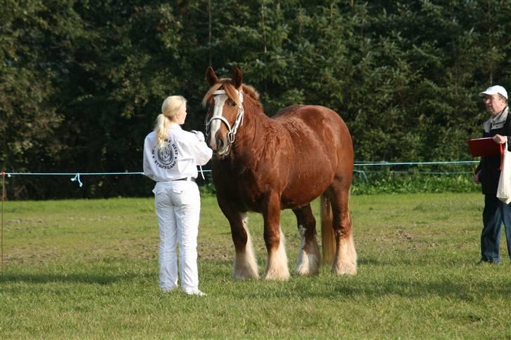 Jyde SMUKKE Sally *R.I.P.* - til kåring som 8 års...  billede 2
