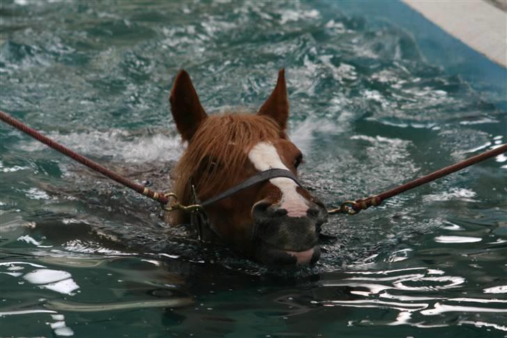 Jyde SMUKKE Sally *R.I.P.* - Glade vanddyr... billede 3