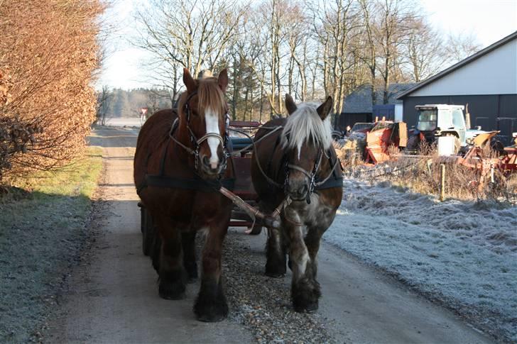 Jyde SMUKKE Sally *R.I.P.* - første gang for vogn 26dec. 2008 billede 4