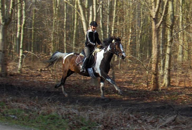 Pinto Skatholms Magic Spotlight billede 2