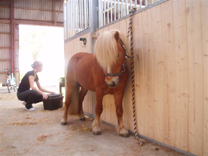 Shetlænder Nørreballes Mini *SOLGT* billede 2