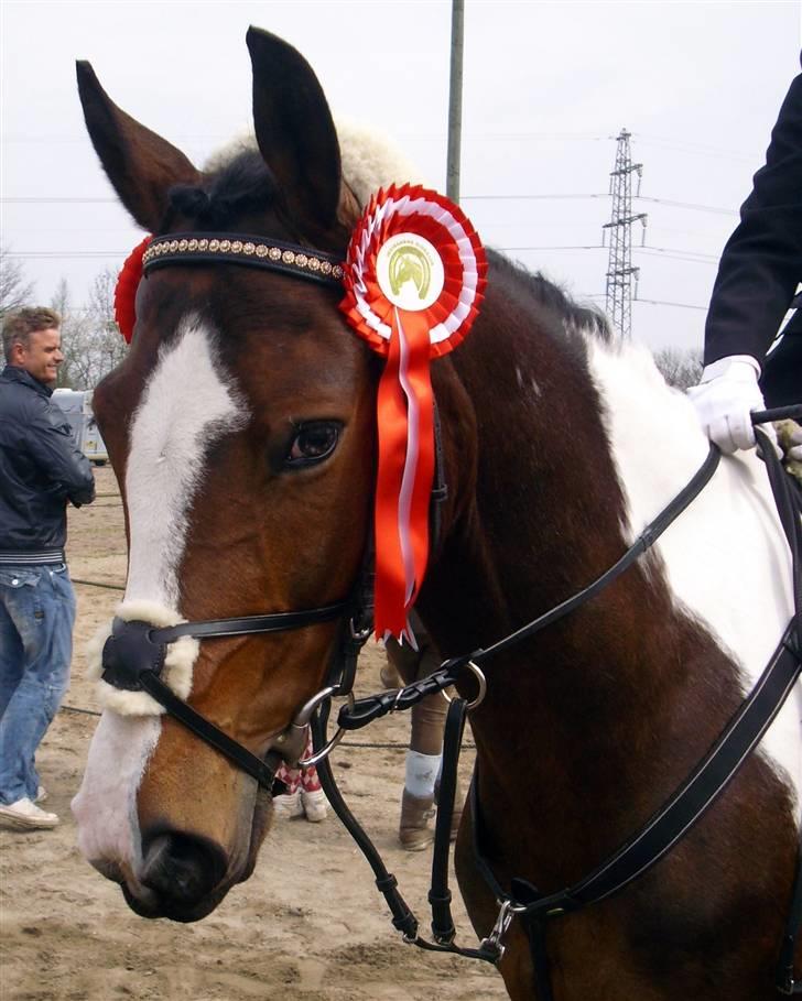 Pinto Skatholms Magic Spotlight - vinder  af vestegnenspo´kalen for både hold og individuelt   
foto:taget af julia  billede 3