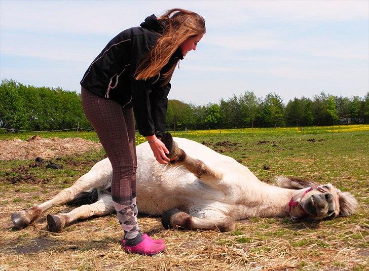 Fjordhest Lulu - If I had to choose between loving you and breathing, I would use my last breath to say I love you! 


Foto: Semine  billede 15