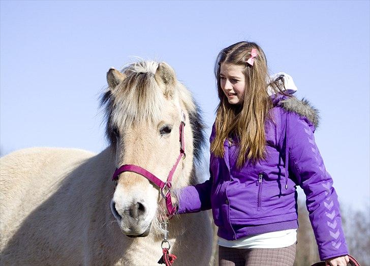 Fjordhest Lulu - Foto: Lisa Hornbæk billede 3