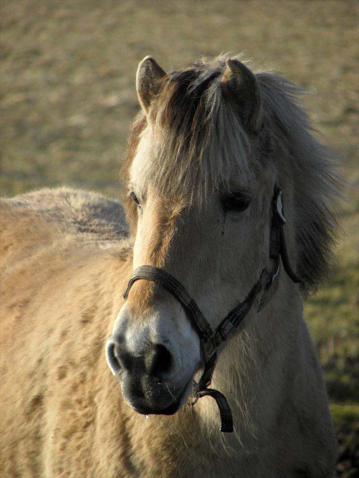 Fjordhest Lulu - Foto: MMS billede 16