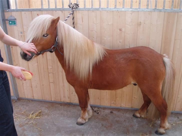 Shetlænder Nørreballes Mini *SOLGT* billede 3