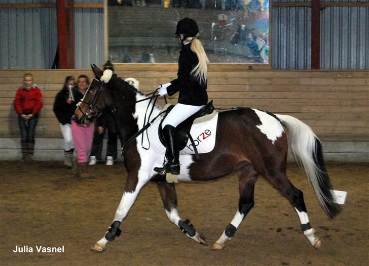 Pinto Skatholms Magic Spotlight -  til stævne hjemme ,  1.plads i LC 
3.plads i LB  billede 7