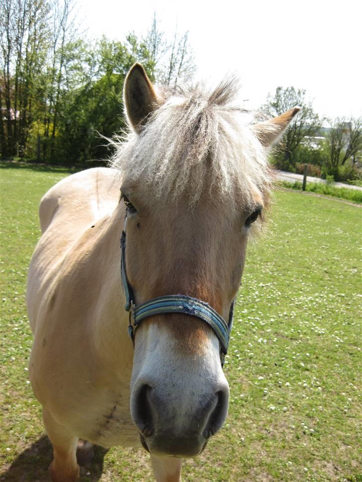 Fjordhest Nørgårdens Athene - en dejlig dag på folden:D billede 8