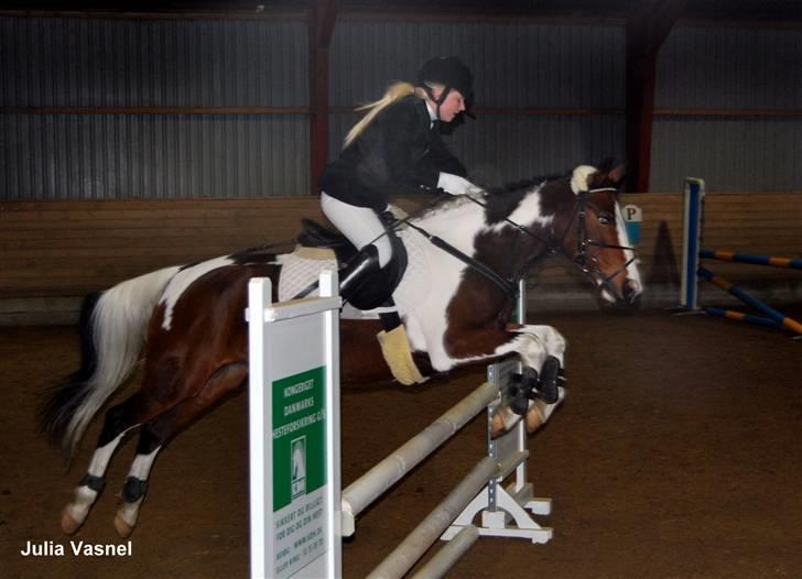 Pinto Skatholms Magic Spotlight - til stævne hjemme 1.plads i LC og 3.plads i LB   billede 8