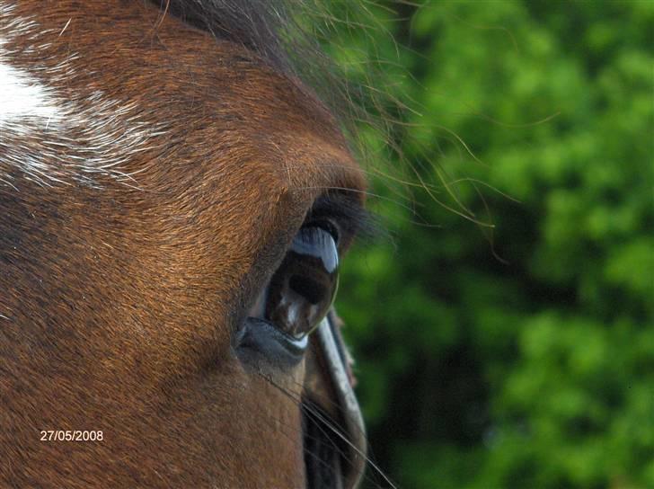 Pinto Skatholms Magic Spotlight billede 9