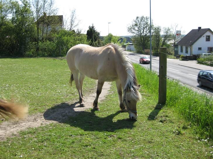Fjordhest Nørgårdens Athene - athene  billede 9