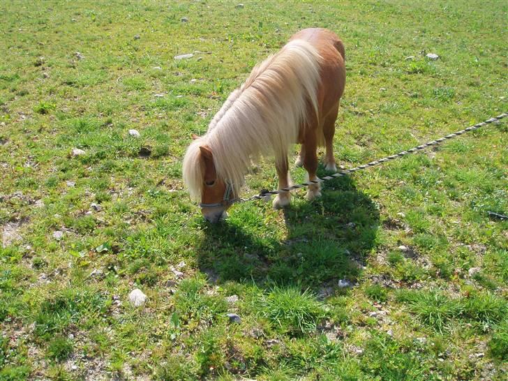 Shetlænder Nørreballes Mini *SOLGT* billede 4