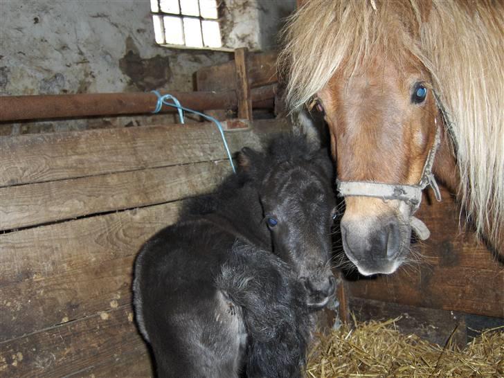 Shetlænder Tranholms Penelope*SOLGT* - Hvad kigger du på mor? billede 9