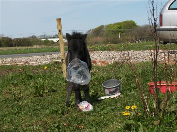 Shetlænder Tranholms Penelope*SOLGT* - Hvordan smager sådan er pose mon???? billede 10