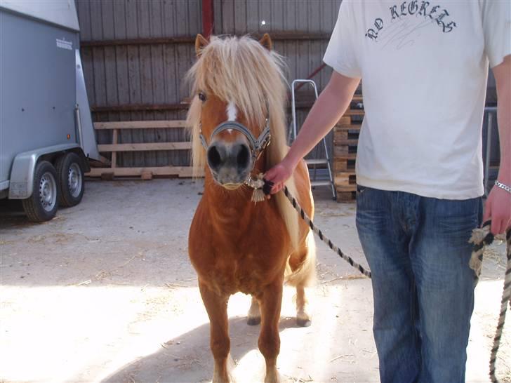 Shetlænder Nørreballes Mini *SOLGT* billede 5