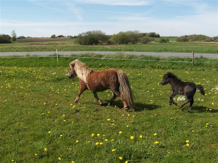 Shetlænder Tranholms Penelope*SOLGT* - Kom Penelope vi går!!!!! billede 11