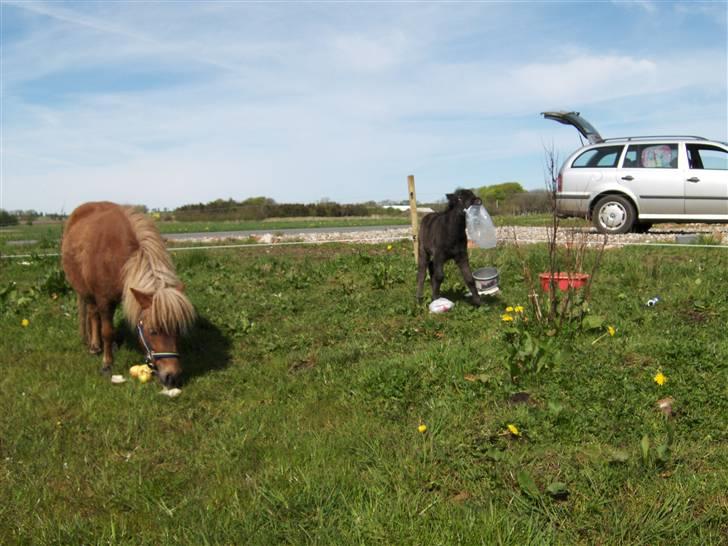 Shetlænder Tranholms Penelope*SOLGT* - Penelope og hende´s mor(stjernens mini-Wimsy  billede 12
