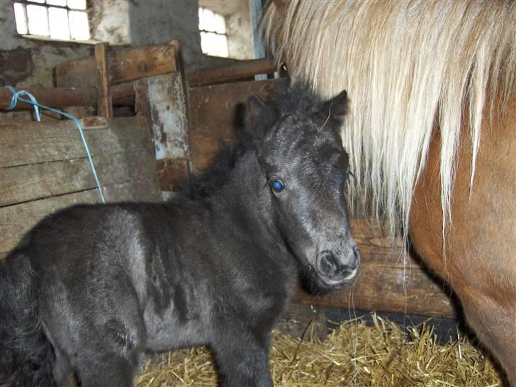 Shetlænder Tranholms Penelope*SOLGT* billede 13