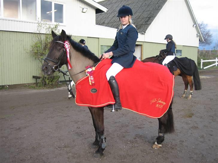 Irsk Sportspony Sirocco Stacey - velkommen til Sirocco Stacey`s profil billede 1