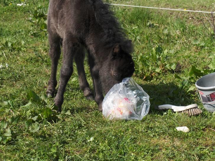 Shetlænder Tranholms Penelope*SOLGT* - HVAD ER DET??? billede 14