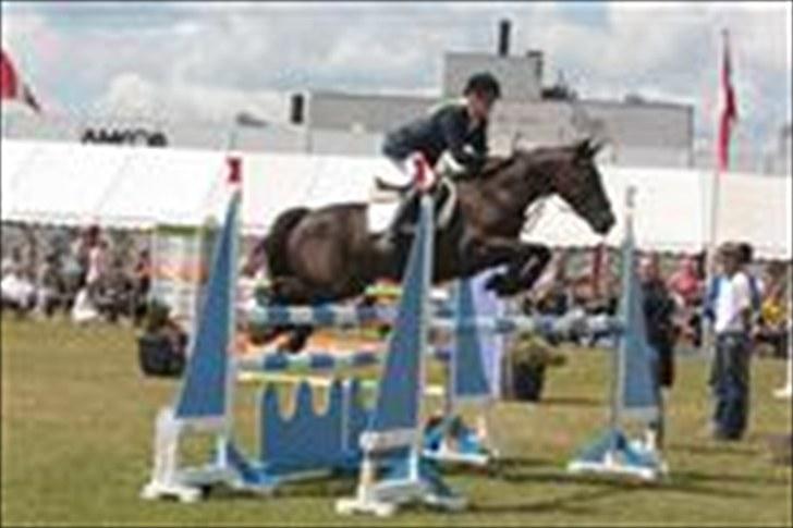 Irsk Sportspony Sirocco Stacey - DM 09 billede 2