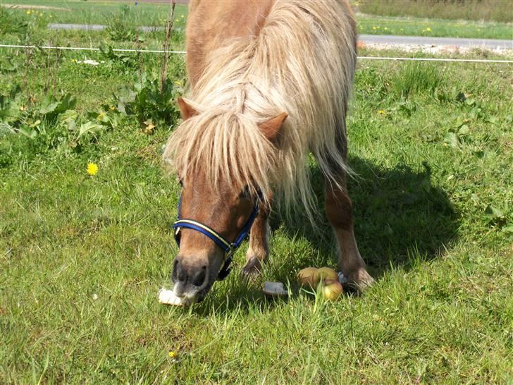 Shetlænder Stjernens miniWimsySOLGT - ENDELIG HAR VI I DAG 4. MAJ 2008 FÅET DENNE SMUKKE HEST HJEM billede 10