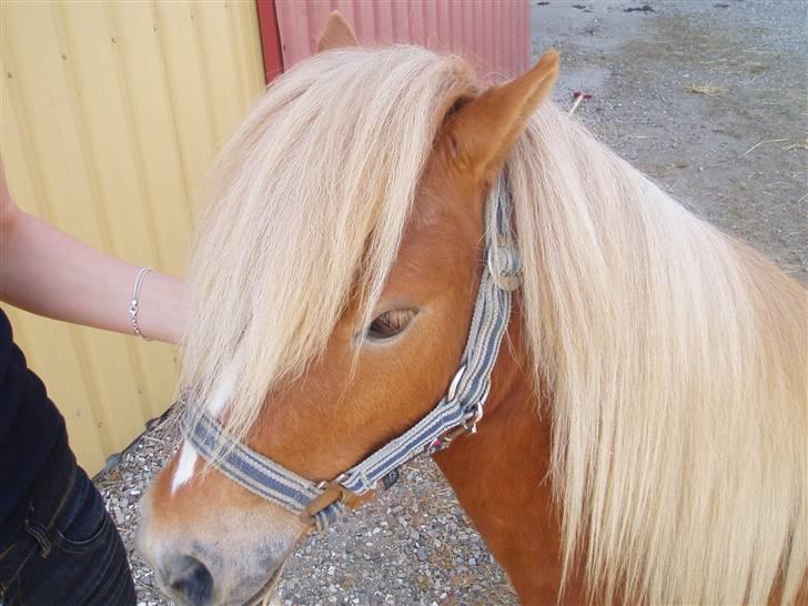 Shetlænder Nørreballes Mini *SOLGT* billede 6