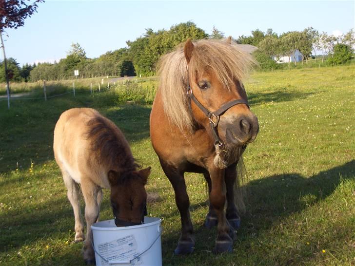 Shetlænder Stjernens miniWimsySOLGT - Wimsy og Silje spiser sammen. billede 11