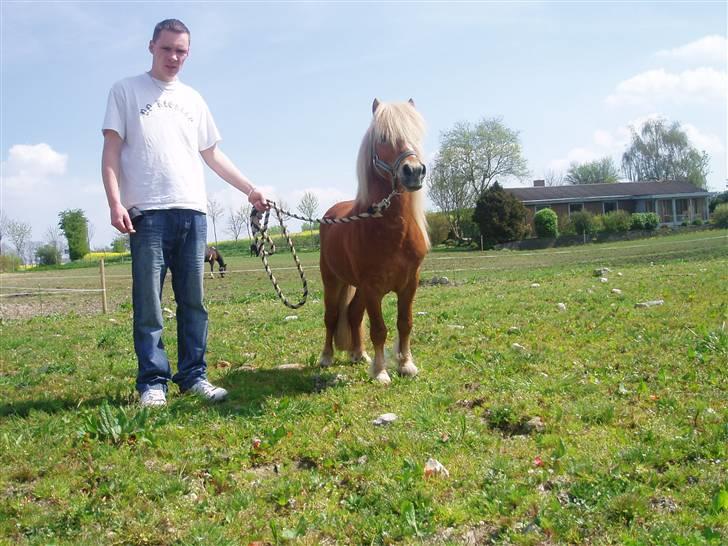 Shetlænder Nørreballes Mini *SOLGT* billede 7