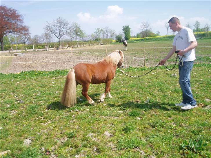 Shetlænder Nørreballes Mini *SOLGT* billede 8